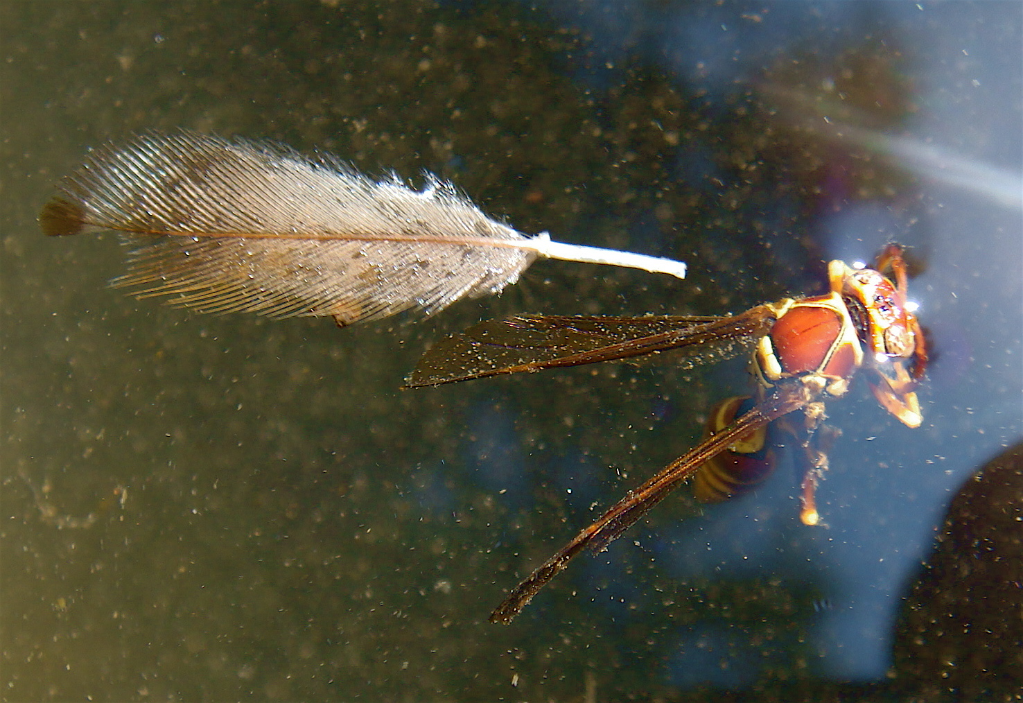 Feather and Wasp