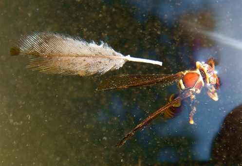 Feather and Wasp