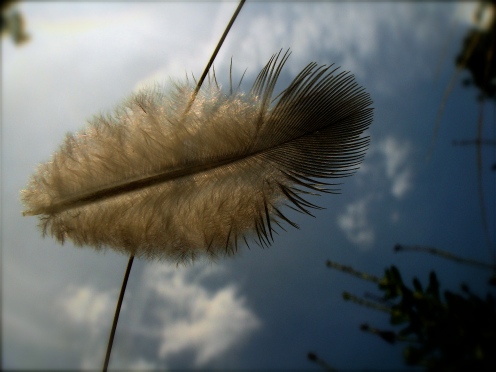 Feather on Feather Grass