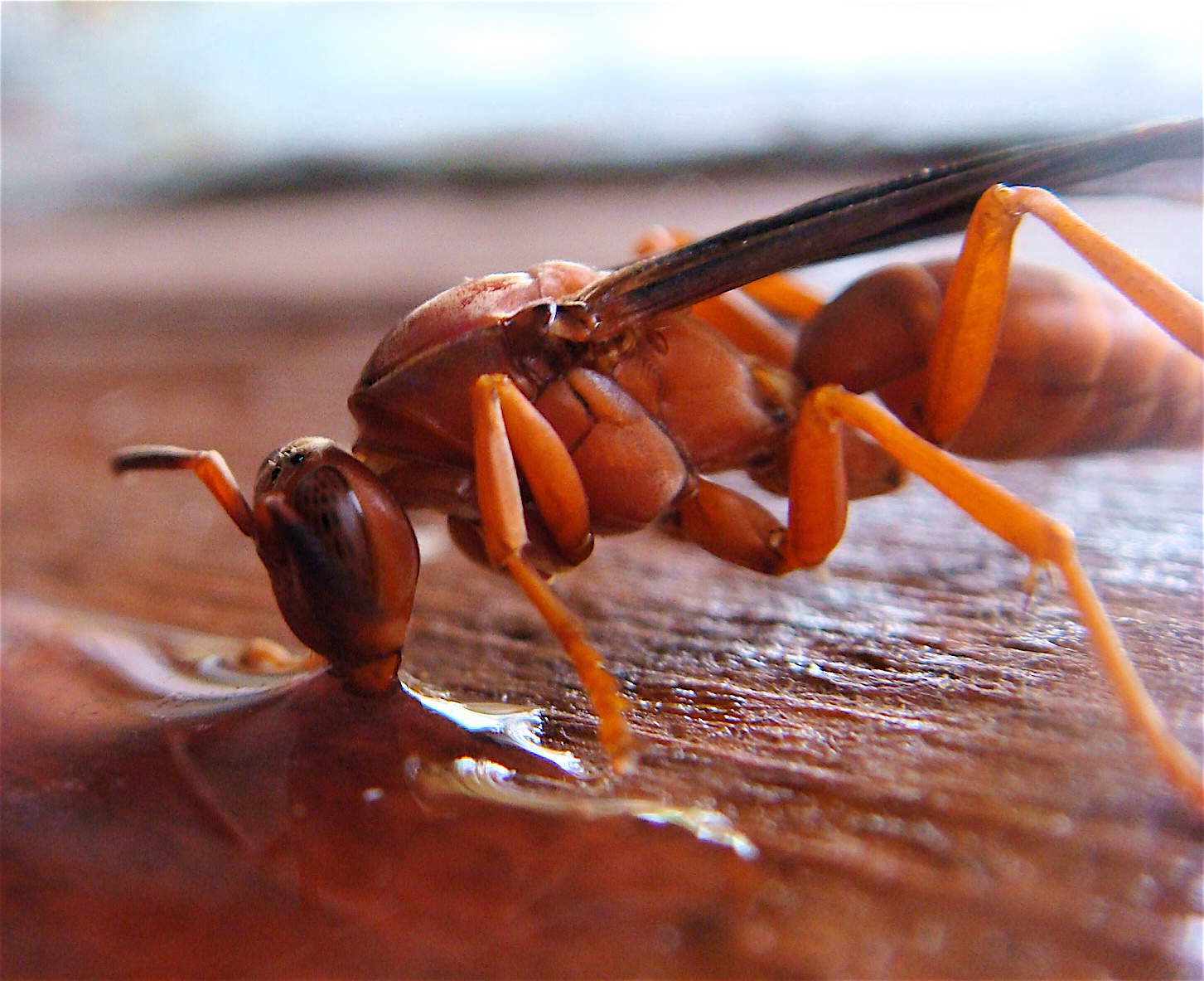 Texas Red Wasp