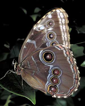 morpho butterfly